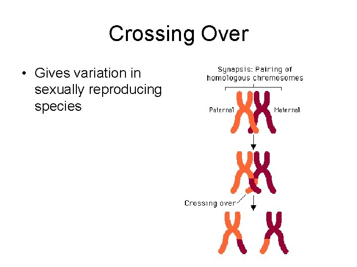 Crossing Over • Gives variation in sexually reproducing species 