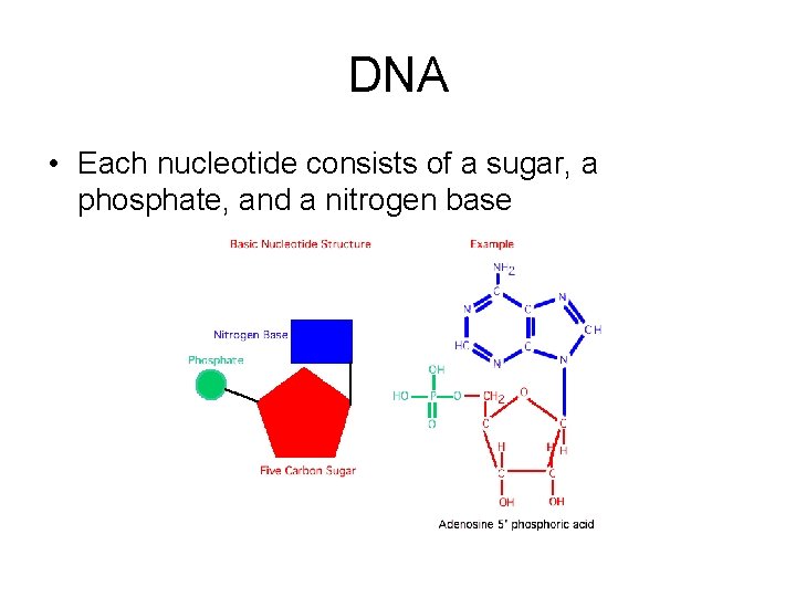 DNA • Each nucleotide consists of a sugar, a phosphate, and a nitrogen base