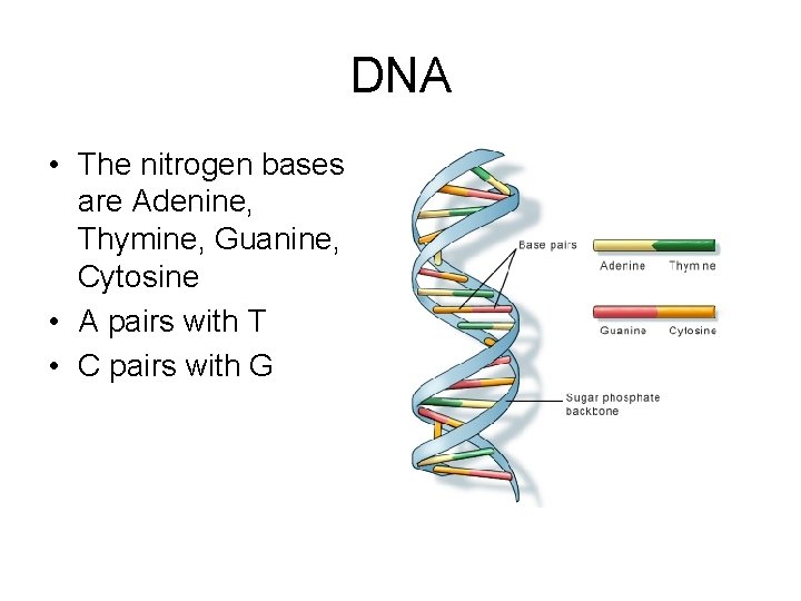 DNA • The nitrogen bases are Adenine, Thymine, Guanine, Cytosine • A pairs with