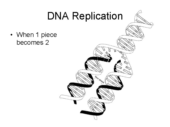 DNA Replication • When 1 piece becomes 2 