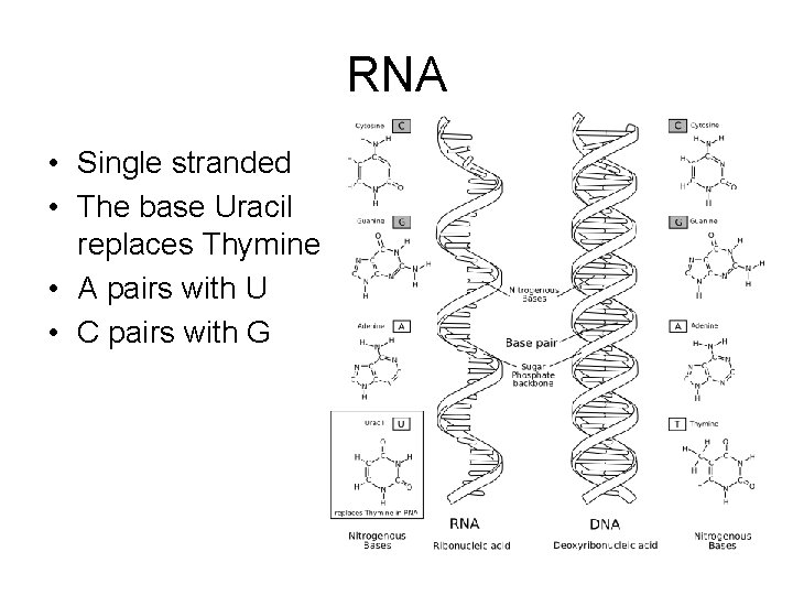 RNA • Single stranded • The base Uracil replaces Thymine • A pairs with