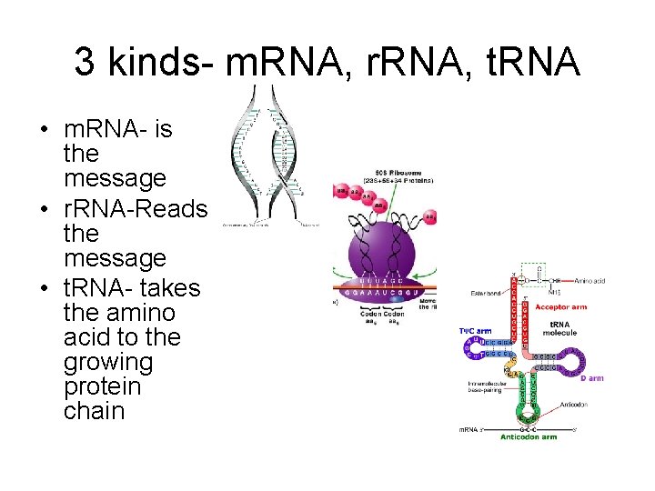 3 kinds- m. RNA, r. RNA, t. RNA • m. RNA- is the message