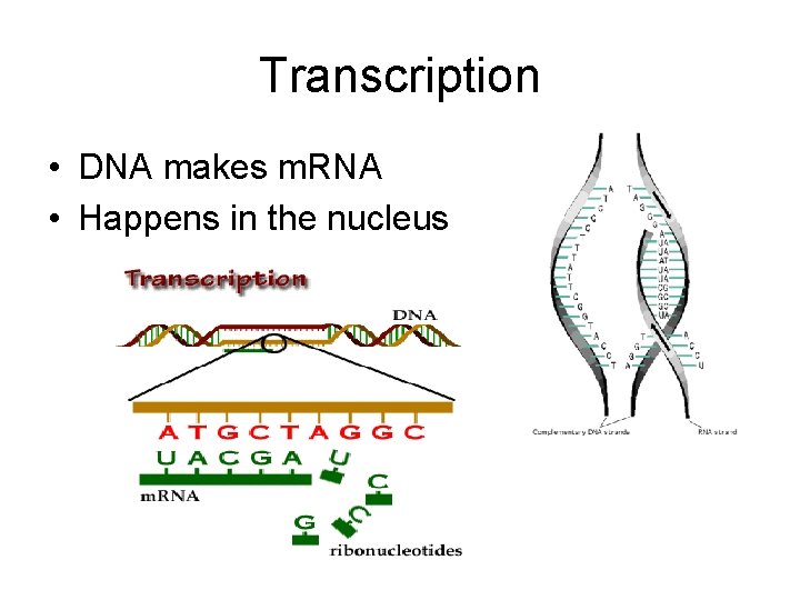 Transcription • DNA makes m. RNA • Happens in the nucleus 