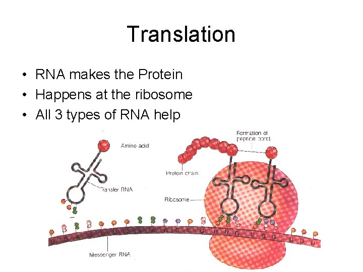Translation • RNA makes the Protein • Happens at the ribosome • All 3