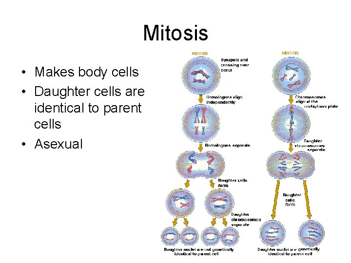 Mitosis • Makes body cells • Daughter cells are identical to parent cells •