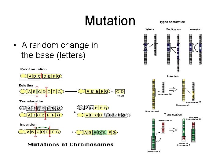 Mutation • A random change in the base (letters) 