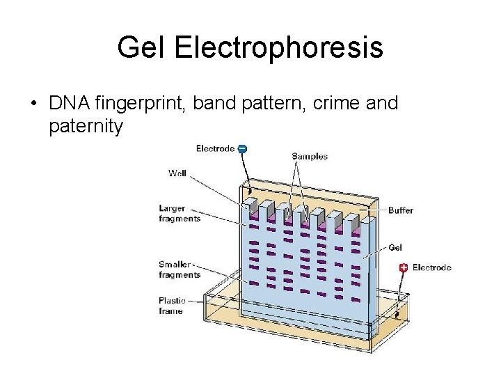 Gel Electrophoresis • DNA fingerprint, band pattern, crime and paternity 