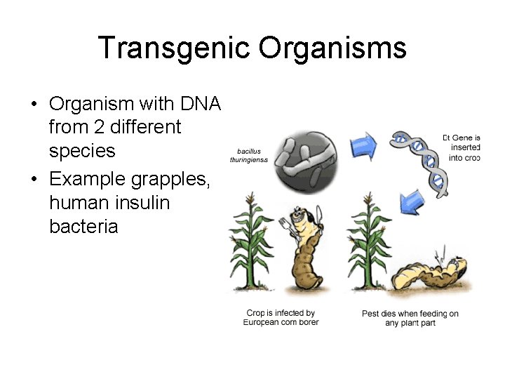 Transgenic Organisms • Organism with DNA from 2 different species • Example grapples, human