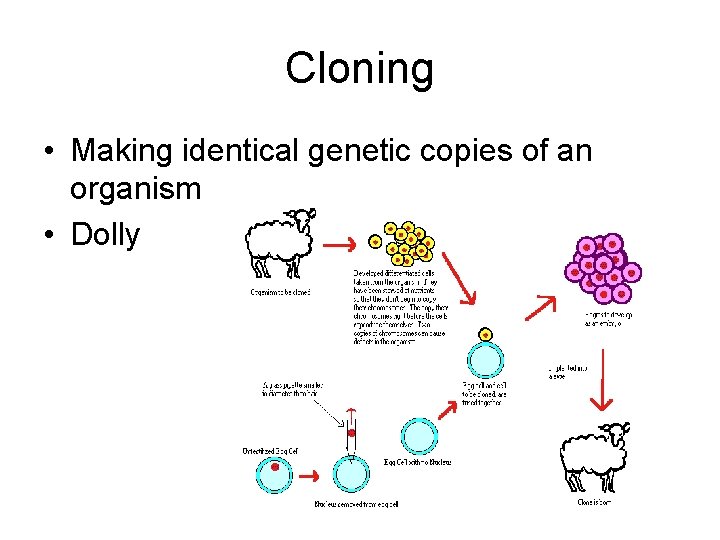 Cloning • Making identical genetic copies of an organism • Dolly 