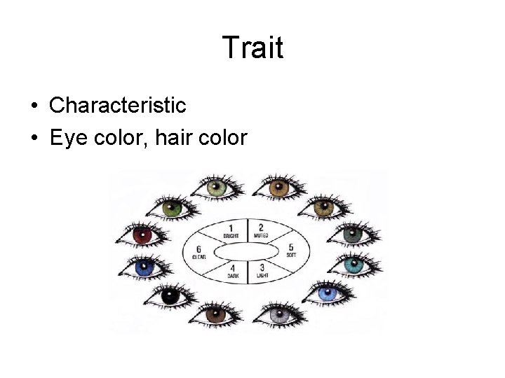 Trait • Characteristic • Eye color, hair color 
