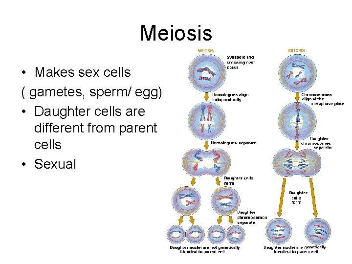 Meiosis • Makes sex cells ( gametes, sperm/ egg) • Daughter cells are different