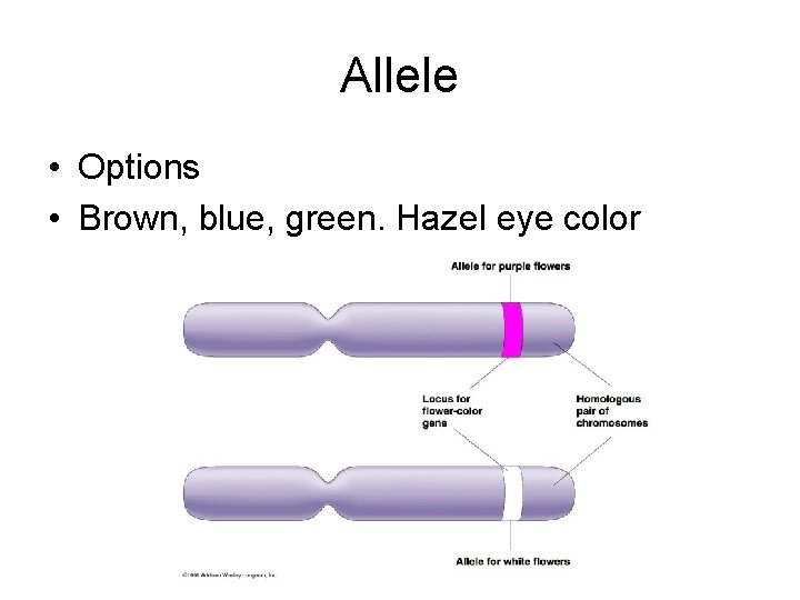 Allele • Options • Brown, blue, green. Hazel eye color 