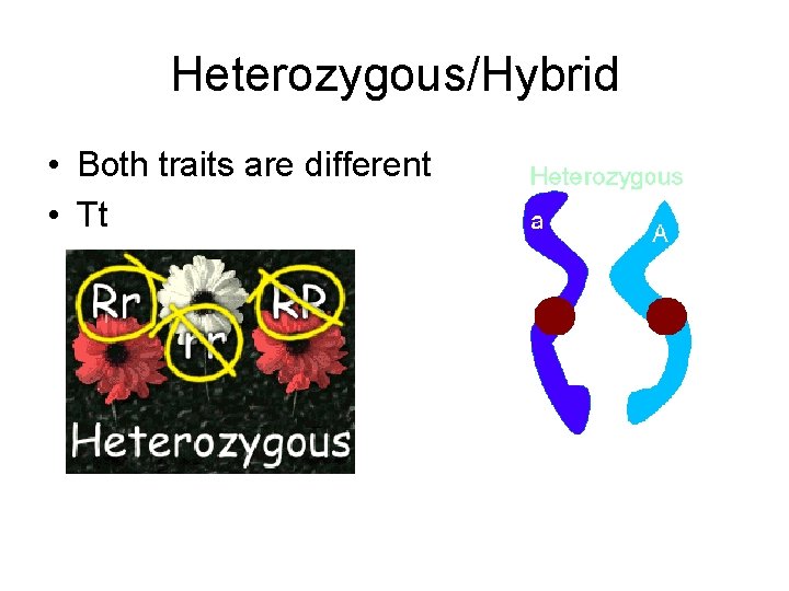 Heterozygous/Hybrid • Both traits are different • Tt 
