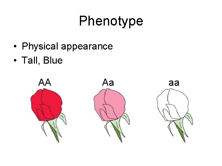 Phenotype • Physical appearance • Tall, Blue AA Aa aa 