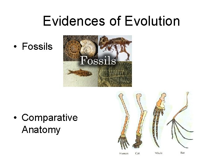 Evidences of Evolution • Fossils • Comparative Anatomy 