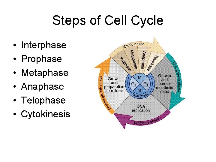 Steps of Cell Cycle • • • Interphase Prophase Metaphase Anaphase Telophase Cytokinesis 