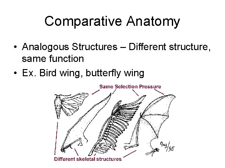 Comparative Anatomy • Analogous Structures – Different structure, same function • Ex. Bird wing,