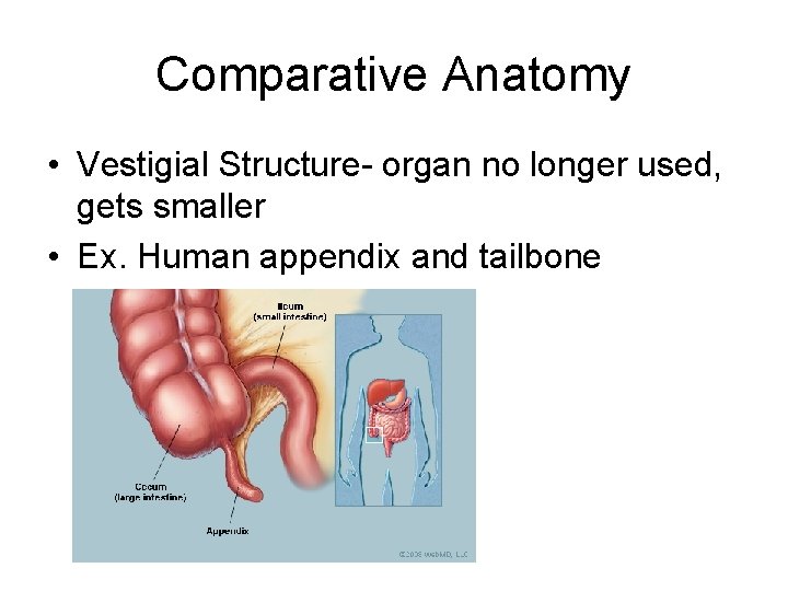 Comparative Anatomy • Vestigial Structure- organ no longer used, gets smaller • Ex. Human