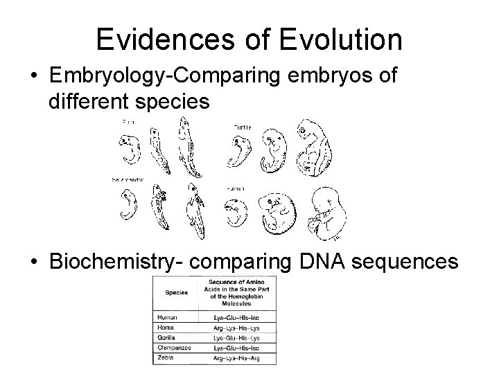 Evidences of Evolution • Embryology-Comparing embryos of different species • Biochemistry- comparing DNA sequences