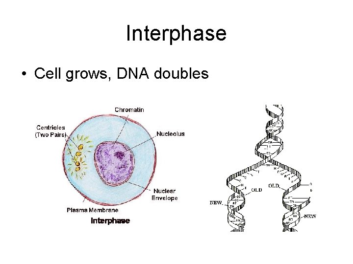 Interphase • Cell grows, DNA doubles 