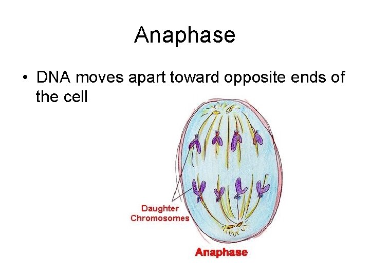 Anaphase • DNA moves apart toward opposite ends of the cell 