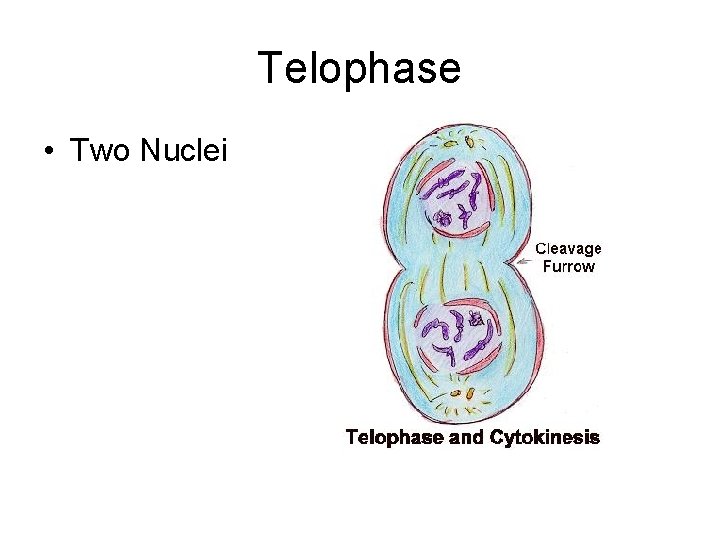 Telophase • Two Nuclei 