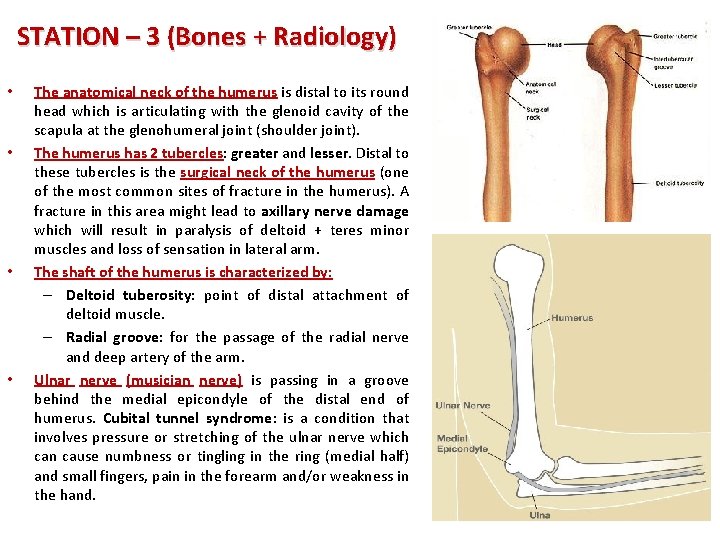 STATION – 3 (Bones + Radiology) • • The anatomical neck of the humerus