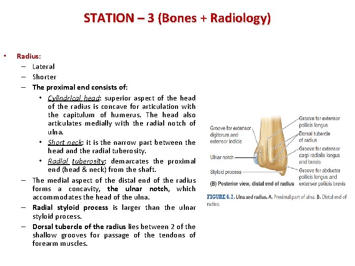 STATION – 3 (Bones + Radiology) • Radius: – Lateral – Shorter – The