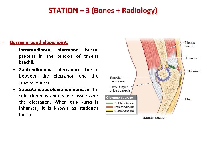 STATION – 3 (Bones + Radiology) • Bursae around elbow joint: – Intratendinous olecranon