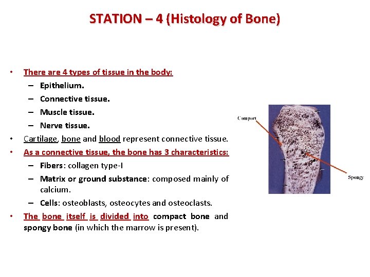 STATION – 4 (Histology of Bone) • • There are 4 types of tissue