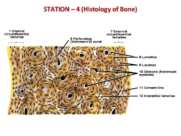 STATION – 4 (Histology of Bone) 