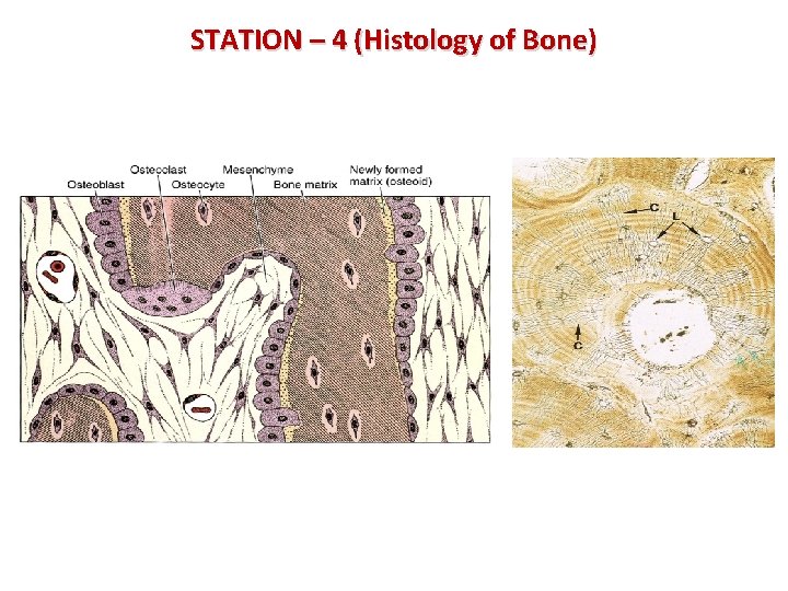 STATION – 4 (Histology of Bone) 