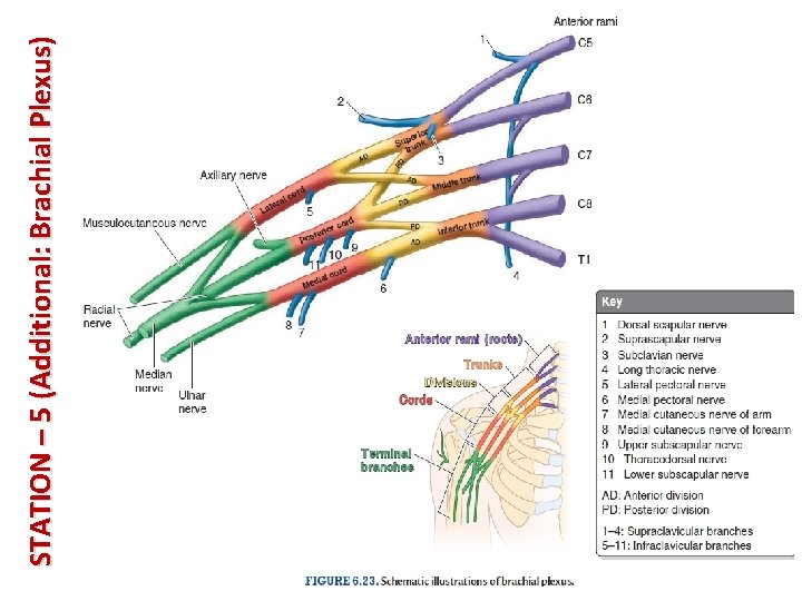 STATION – 5 (Additional: Brachial Plexus) 