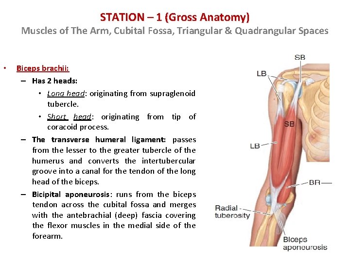 STATION – 1 (Gross Anatomy) Muscles of The Arm, Cubital Fossa, Triangular & Quadrangular