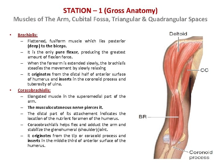 STATION – 1 (Gross Anatomy) Muscles of The Arm, Cubital Fossa, Triangular & Quadrangular