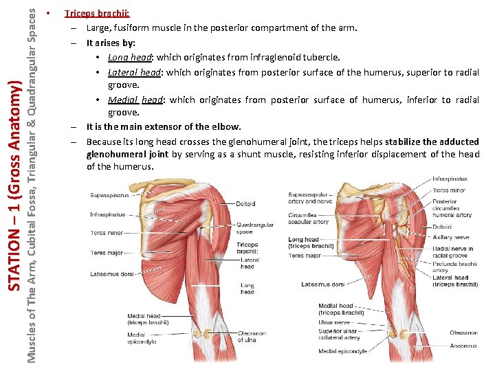 Muscles of The Arm, Cubital Fossa, Triangular & Quadrangular Spaces STATION – 1 (Gross
