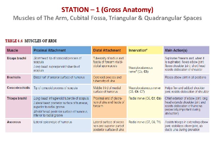 STATION – 1 (Gross Anatomy) Muscles of The Arm, Cubital Fossa, Triangular & Quadrangular