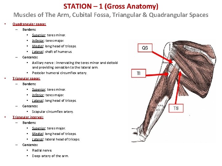 STATION – 1 (Gross Anatomy) Muscles of The Arm, Cubital Fossa, Triangular & Quadrangular