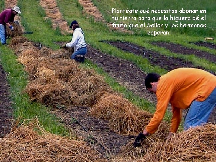 Plantéate qué necesitas abonar en tu tierra para que la higuera dé el fruto