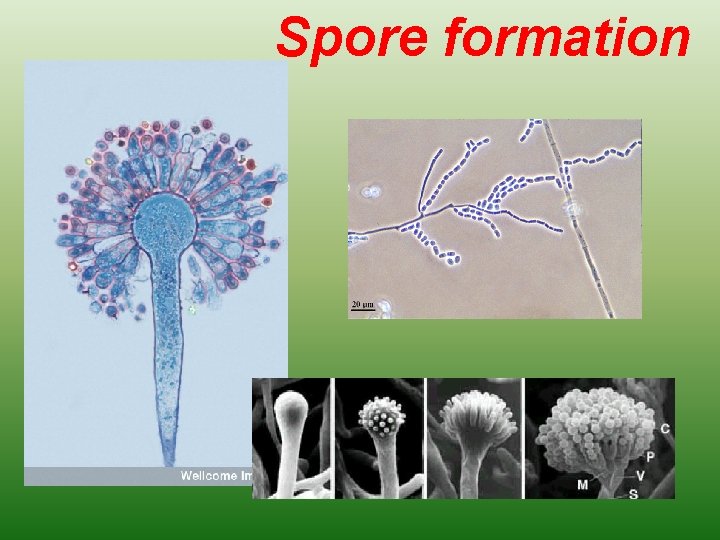 Spore formation 
