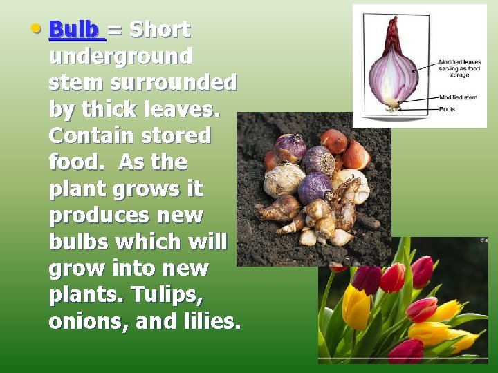  • Bulb = Short underground stem surrounded by thick leaves. Contain stored food.