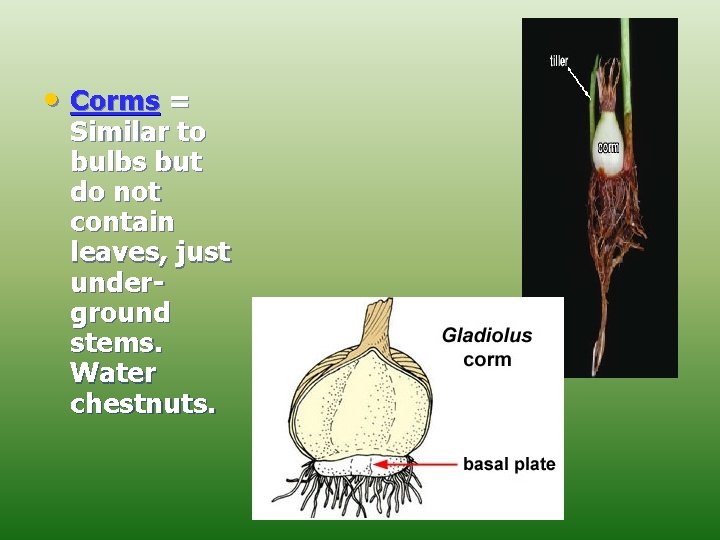  • Corms = Similar to bulbs but do not contain leaves, just underground