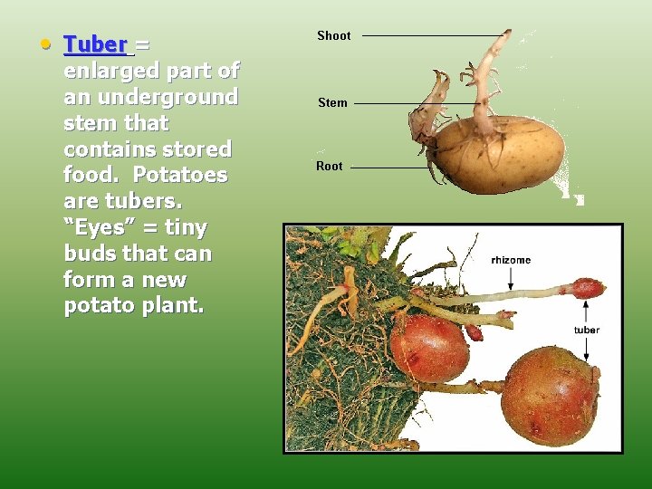  • Tuber = enlarged part of an underground stem that contains stored food.