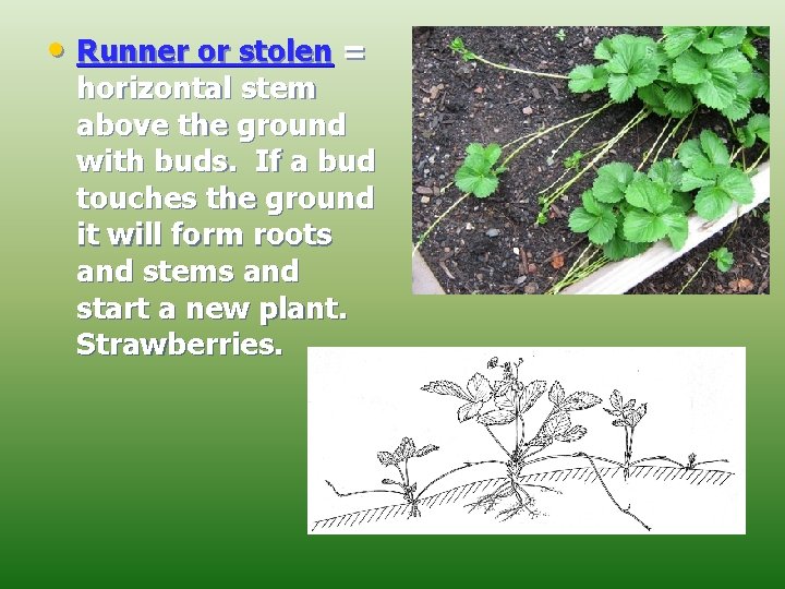  • Runner or stolen = horizontal stem above the ground with buds. If