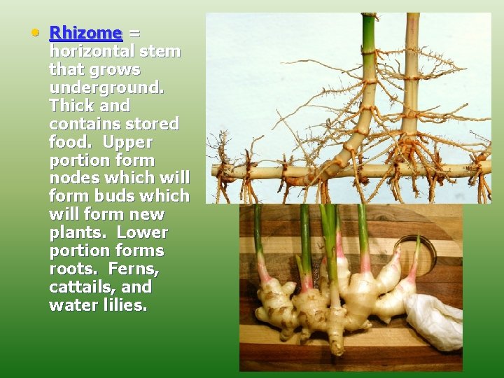  • Rhizome = horizontal stem that grows underground. Thick and contains stored food.