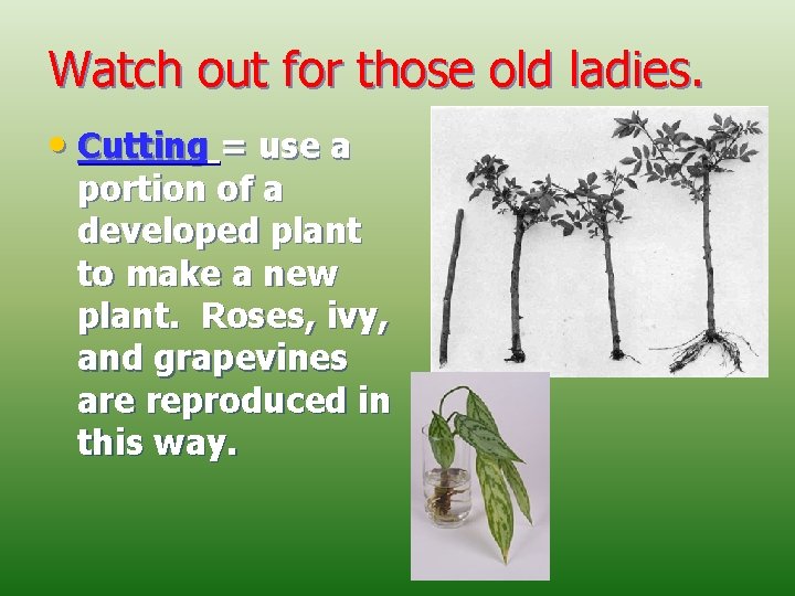 Watch out for those old ladies. • Cutting = use a portion of a