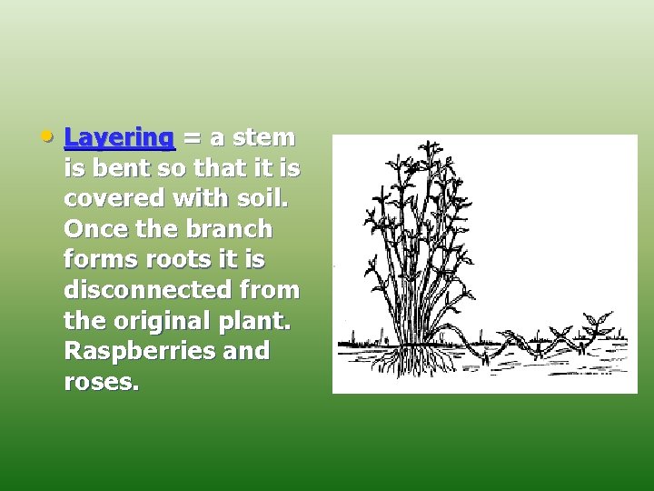  • Layering = a stem is bent so that it is covered with