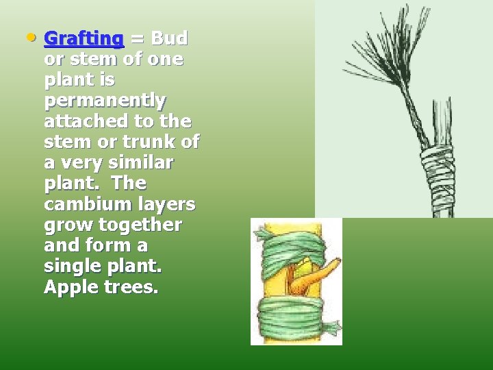  • Grafting = Bud or stem of one plant is permanently attached to