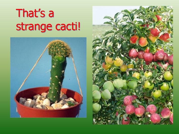 That’s a strange cacti! 