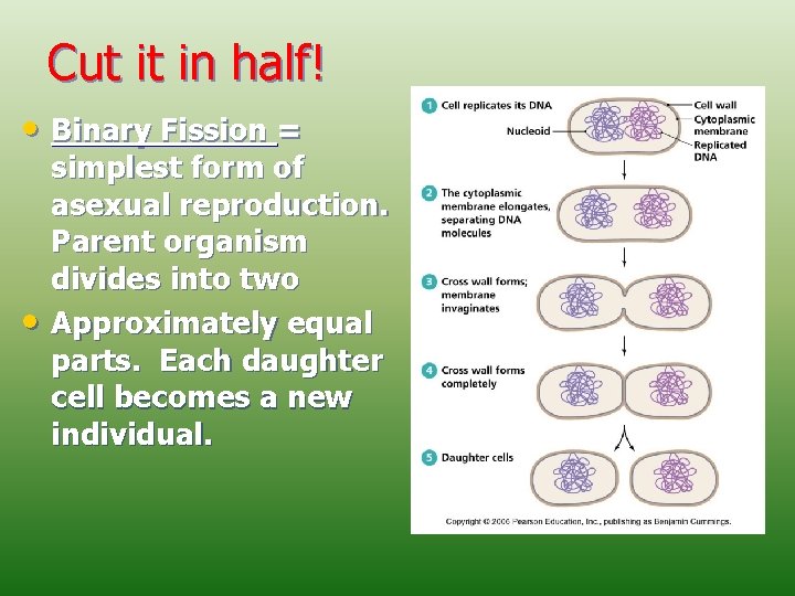 Cut it in half! • Binary Fission = • simplest form of asexual reproduction.